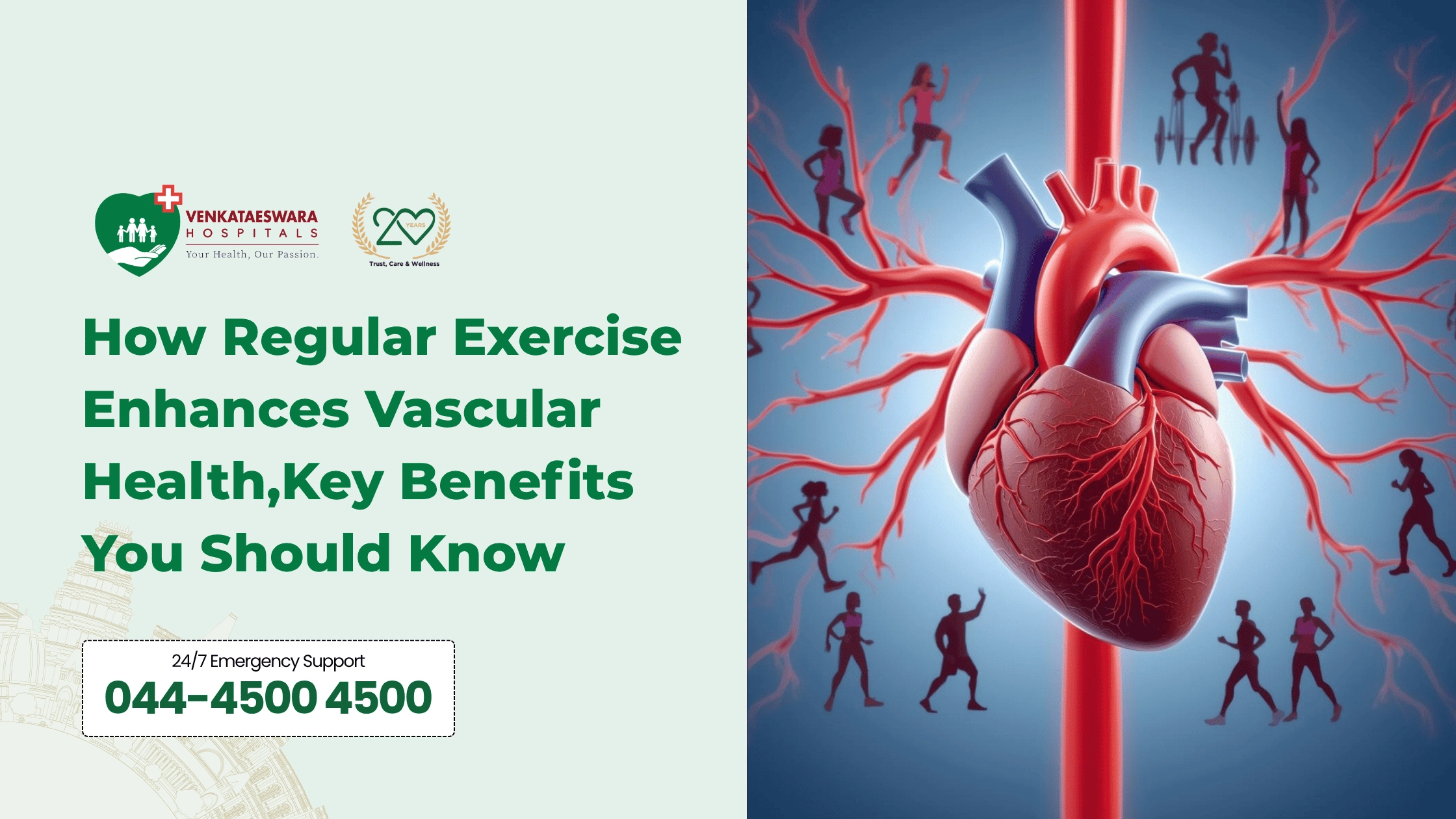 How Regular Exercise Enhances Vascular Health Key Benefits You Should Know