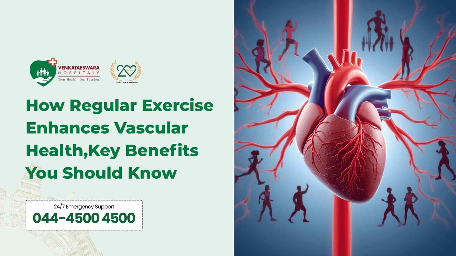 How Regular Exercise Enhances Vascular Health Key Benefits You Should Know